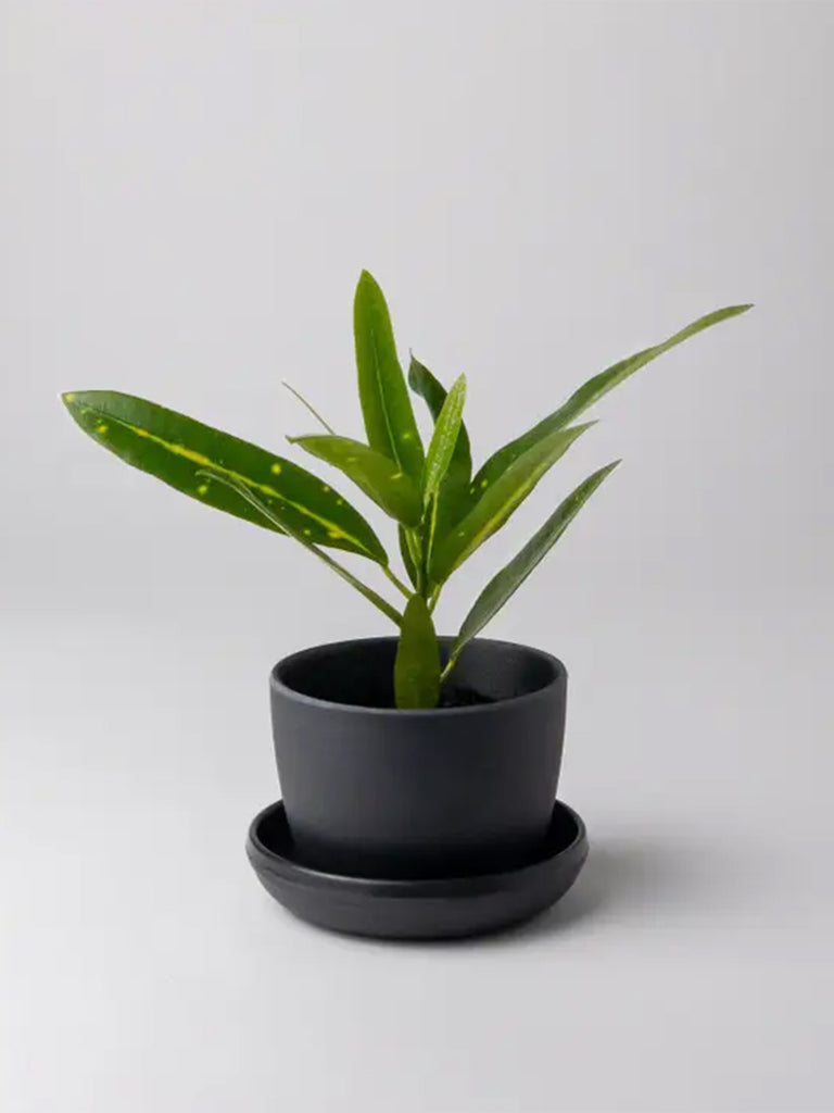 Bamboo Fiber Mini Planter (Black)