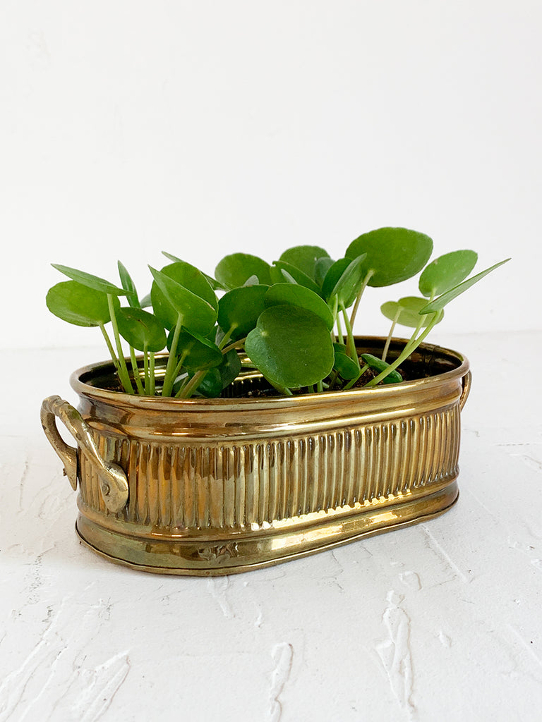 Short Rounded Rectangle Brass Ribbed Planter