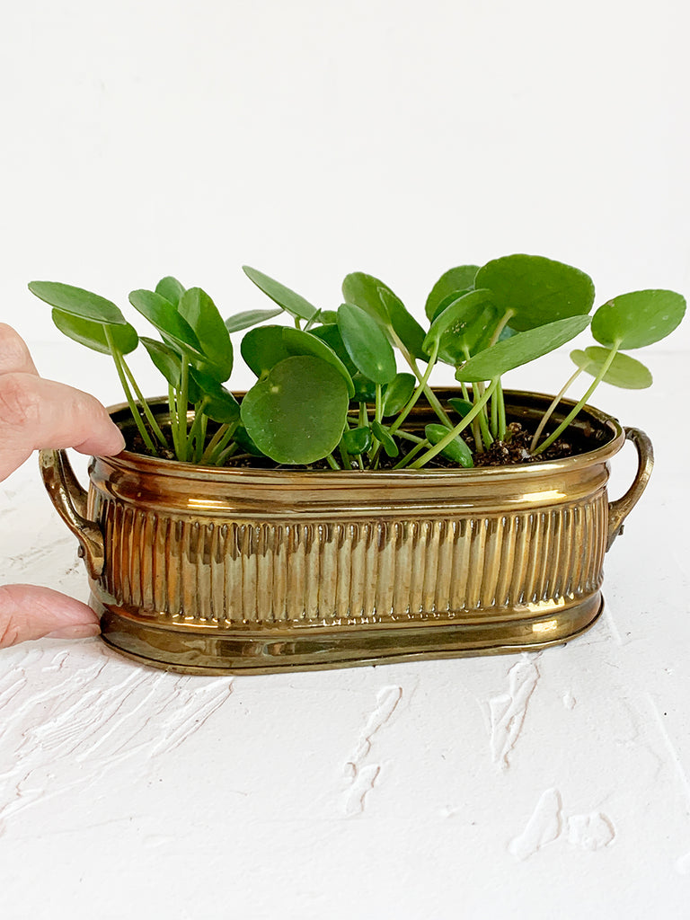 Short Rounded Rectangle Brass Ribbed Planter